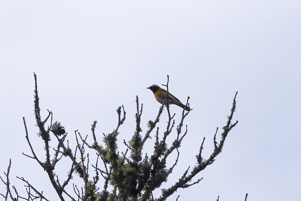 Common Redstart - Paul Beerman