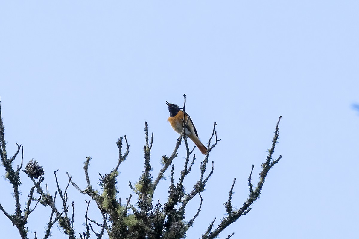 Common Redstart - Paul Beerman