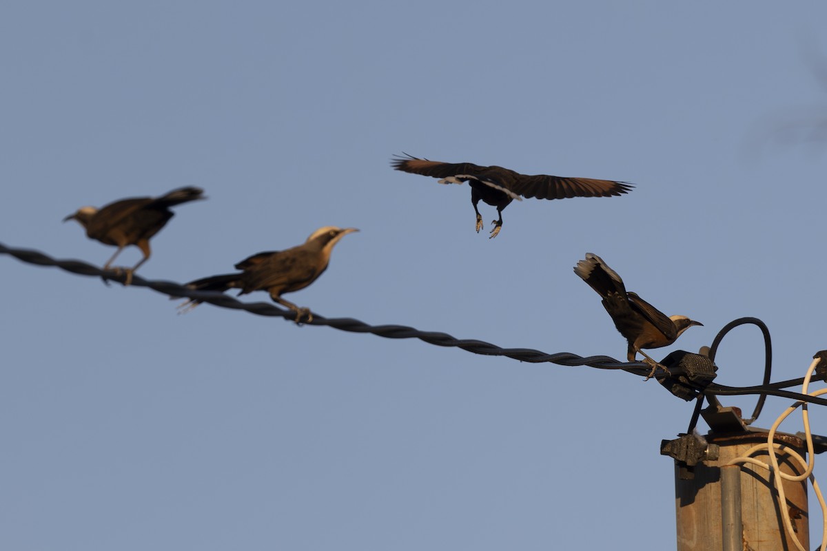 Gray-crowned Babbler - ML619387565