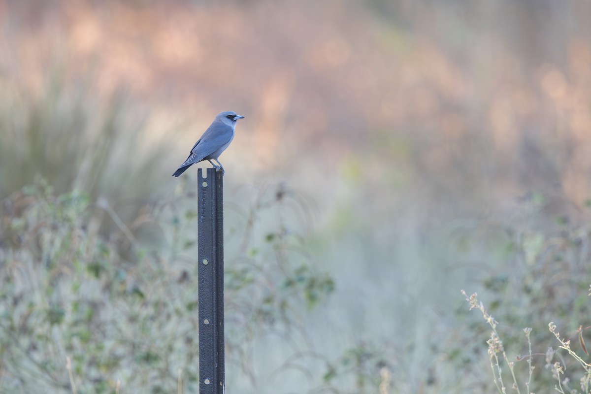 Black-faced Woodswallow - ML619387566