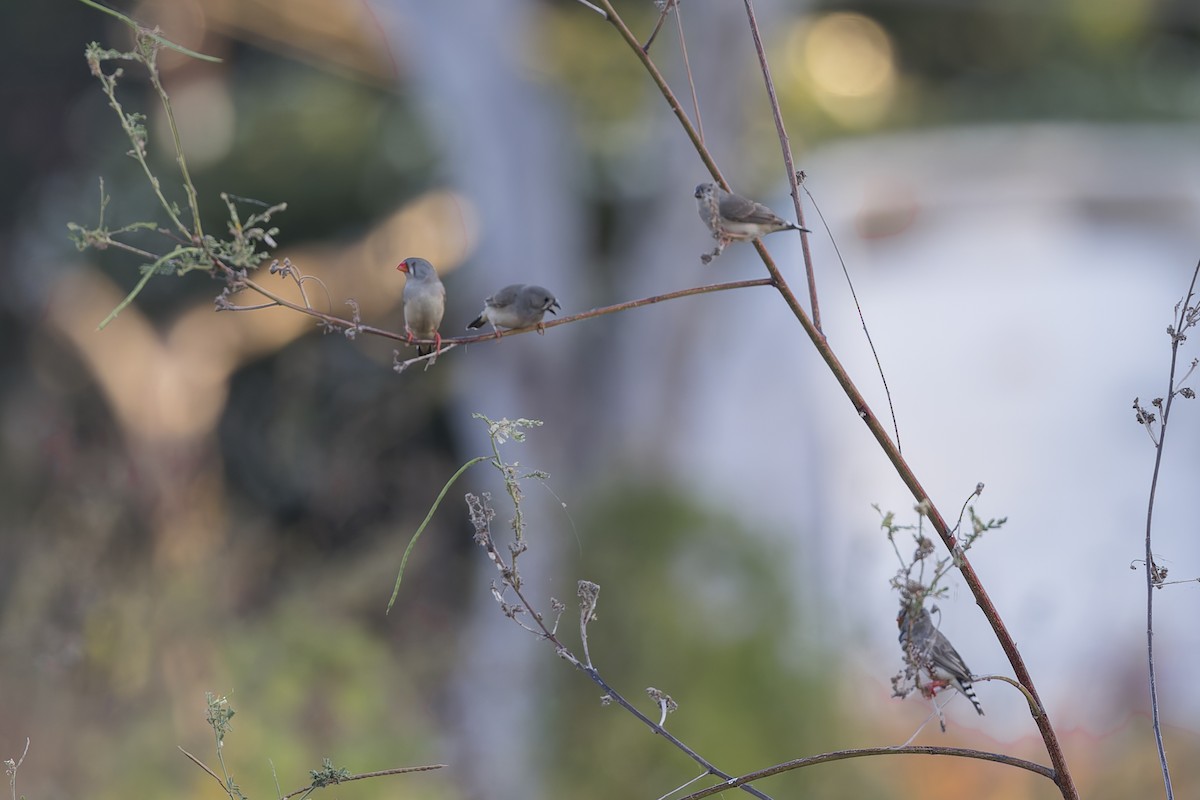 Zebra Finch - Dana Cameron