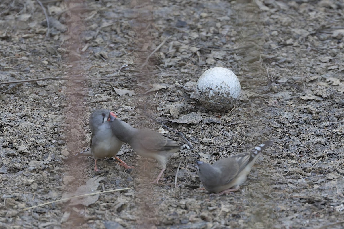 Zebra Finch - Dana Cameron