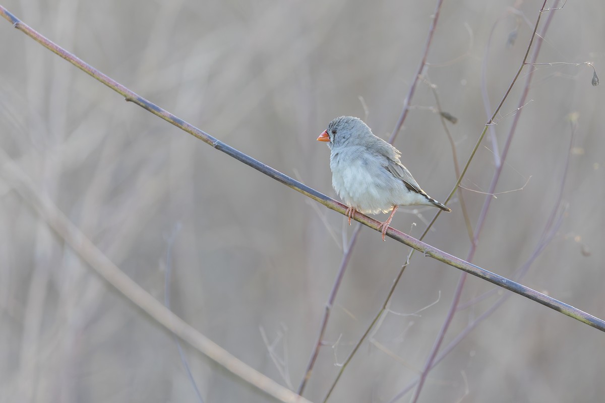 Zebra Finch - ML619387573