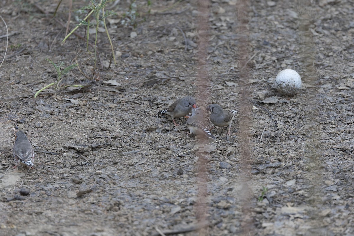 Zebra Finch - Dana Cameron