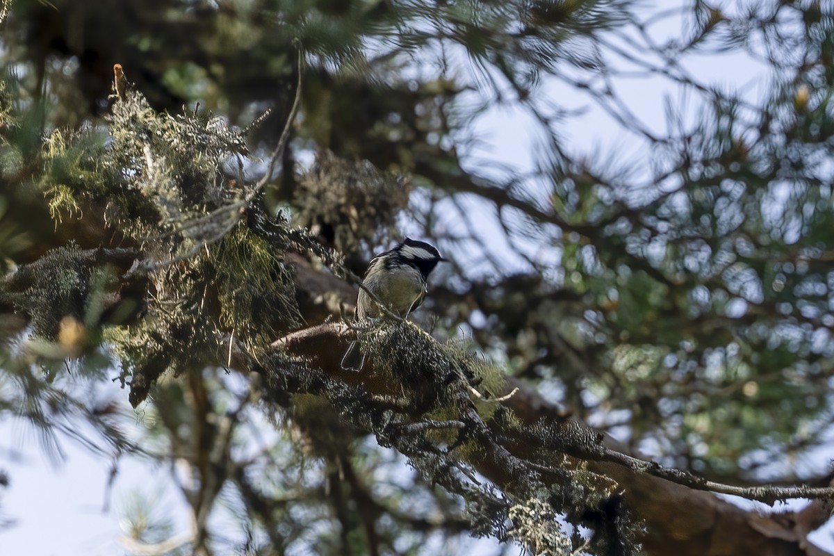 Coal Tit - Paul Beerman