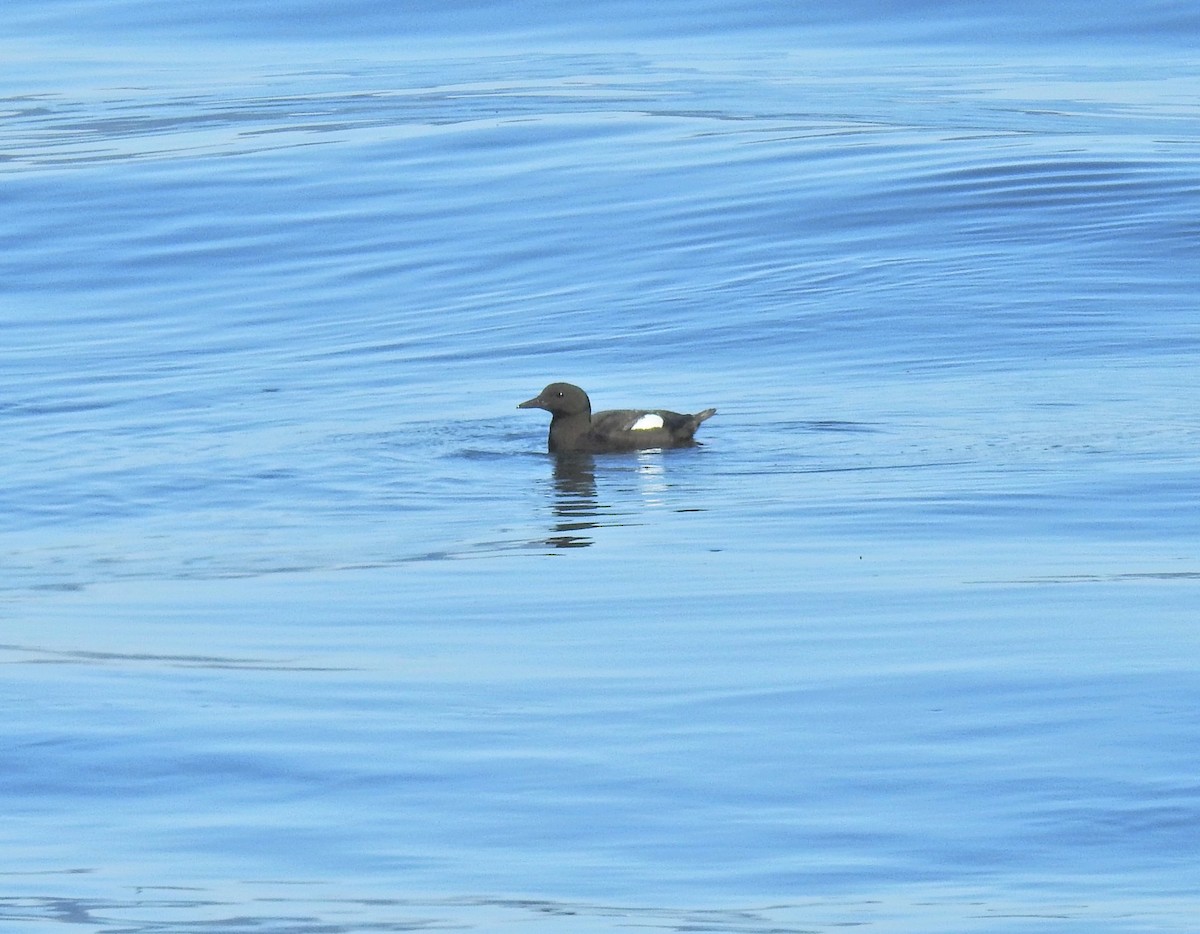 Black Guillemot - Keith Gregoire