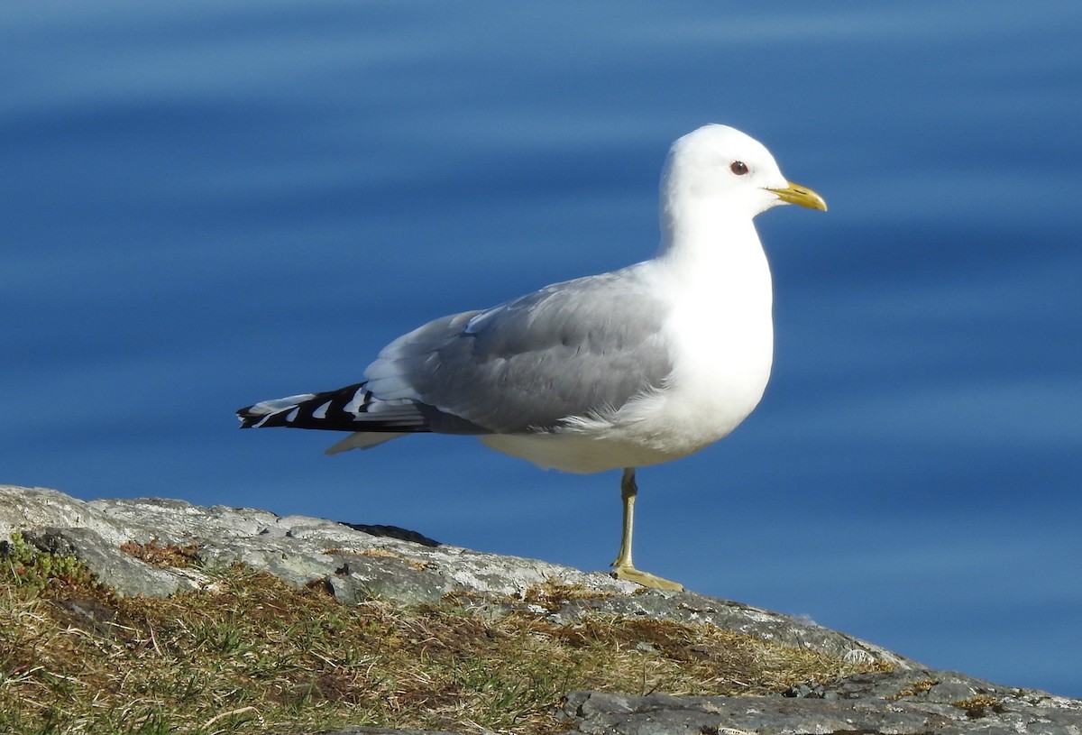 Common Gull - Keith Gregoire