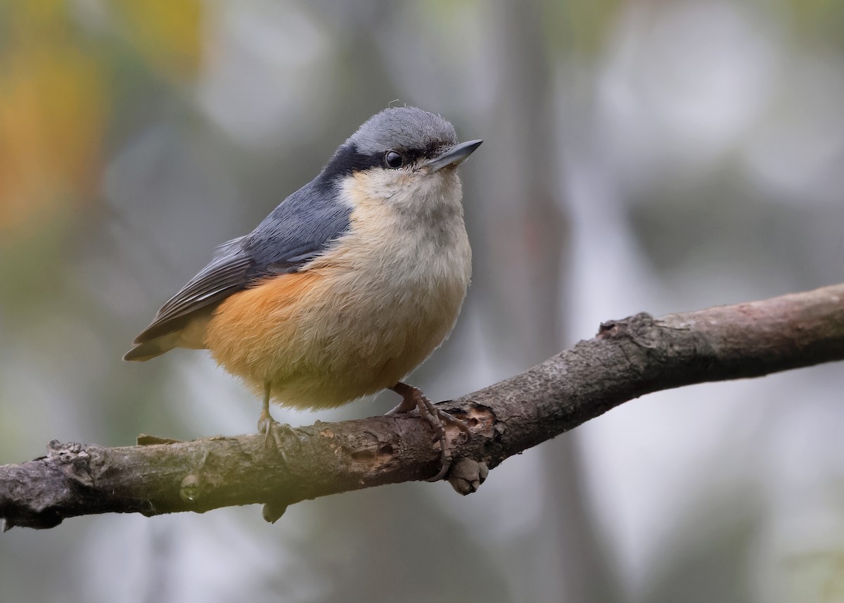 White-tailed Nuthatch - Ayuwat Jearwattanakanok