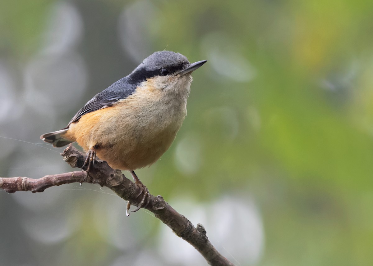 White-tailed Nuthatch - Ayuwat Jearwattanakanok