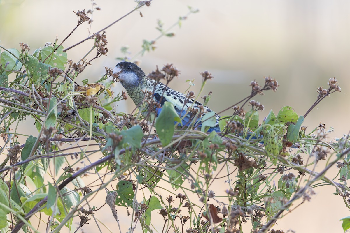 Northern Rosella - ML619387626