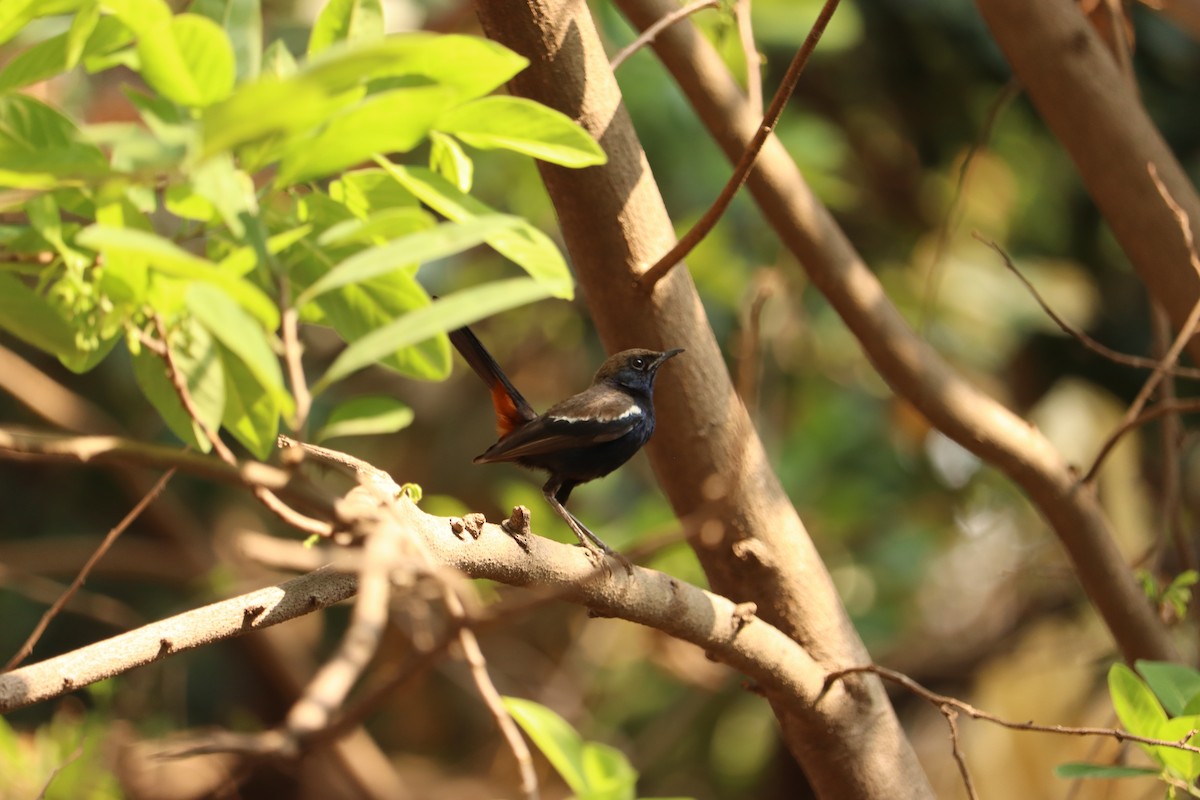 Indian Robin - Rajalaxmi Kar