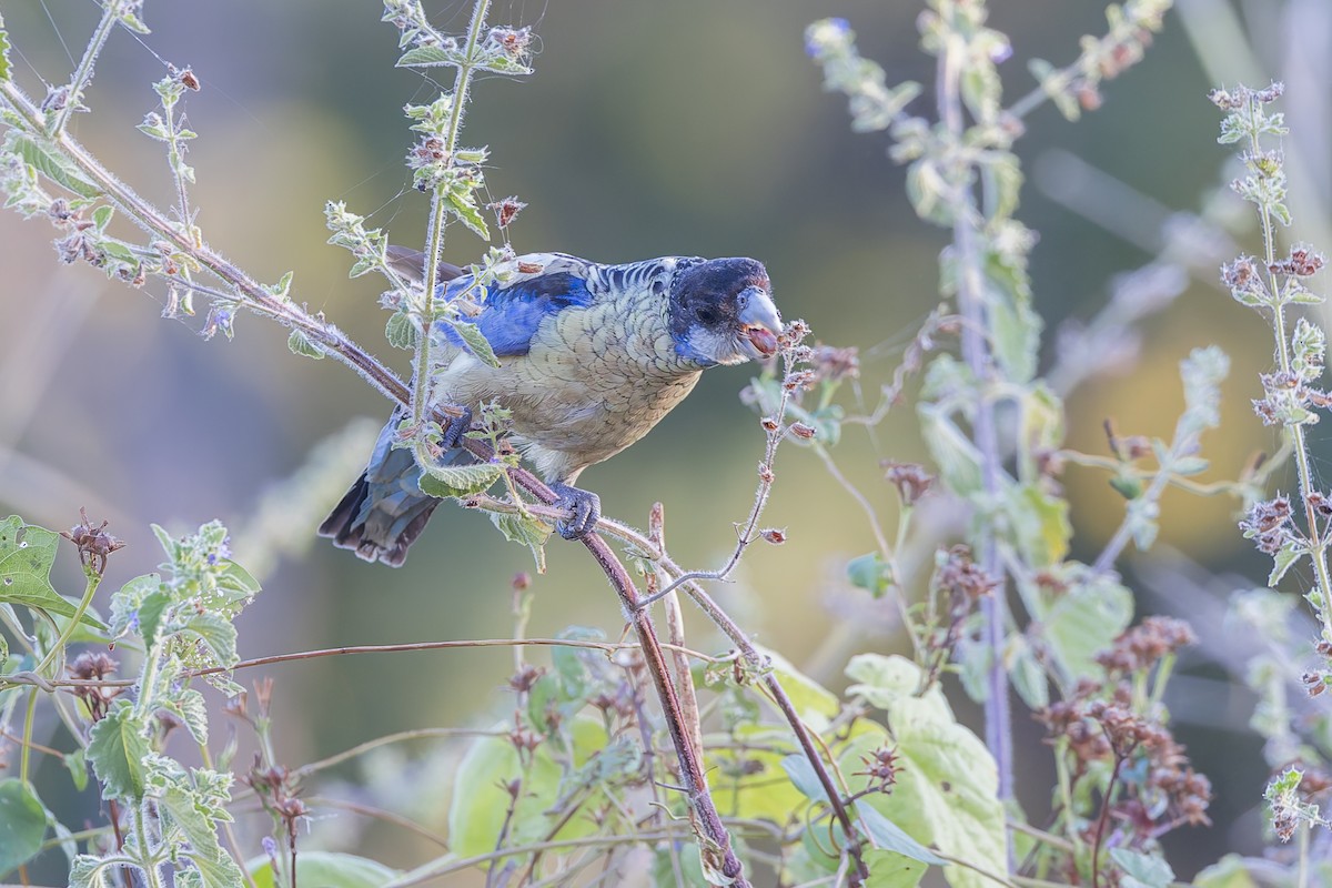 Northern Rosella - ML619387652