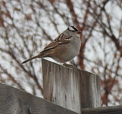 White-crowned Sparrow - Deborah Fleming