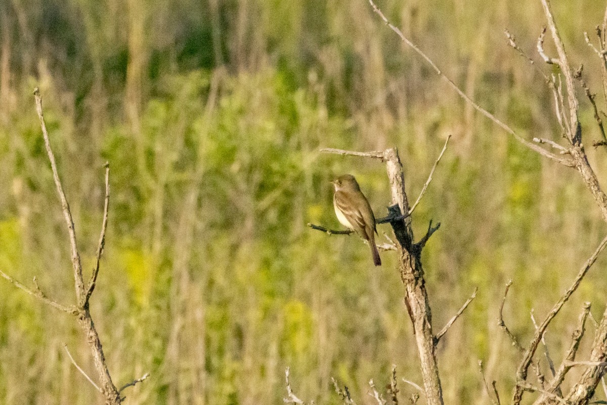 Willow Flycatcher - Steve Metzger