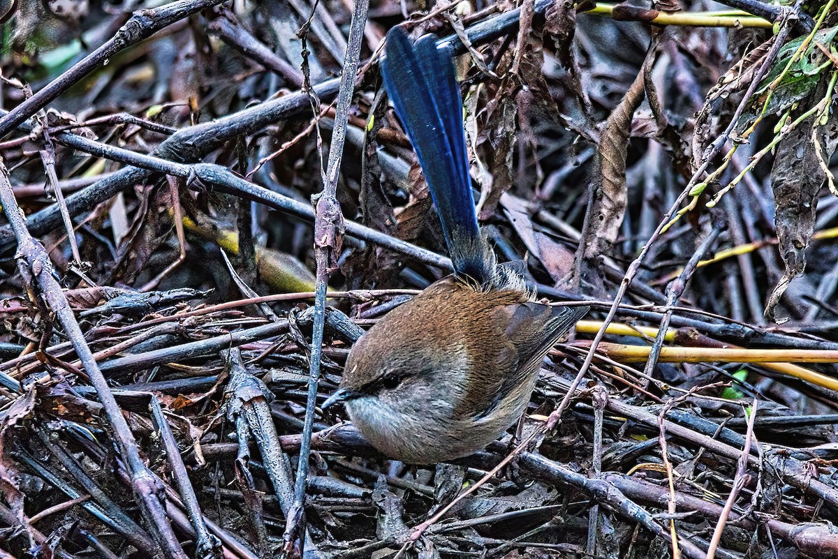 Superb Fairywren - ML619387700