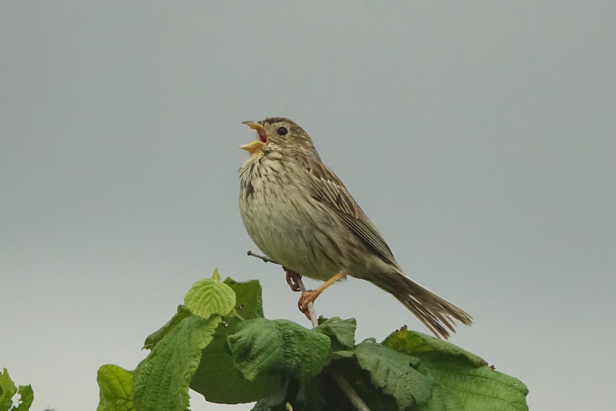 Corn Bunting - ML619387704