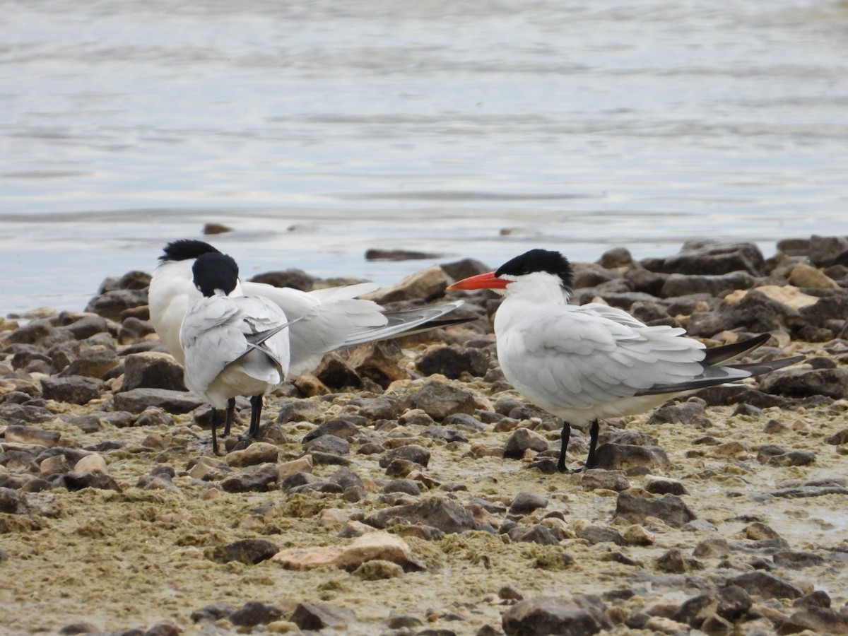 Caspian Tern - Eric Howe