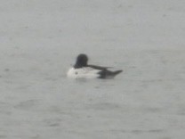 Common Goldeneye - Eric Howe