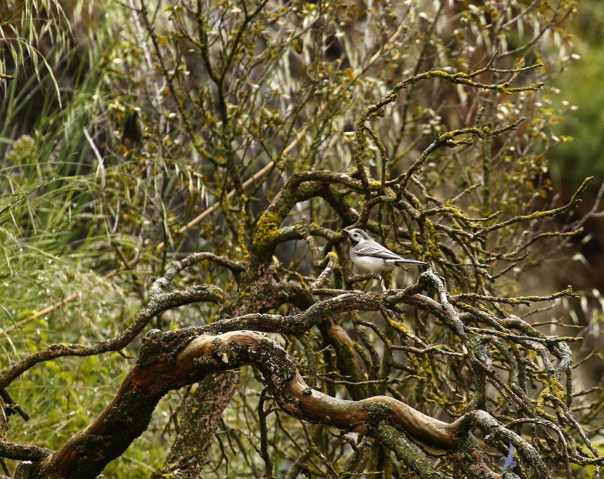 White Wagtail - ML619387719