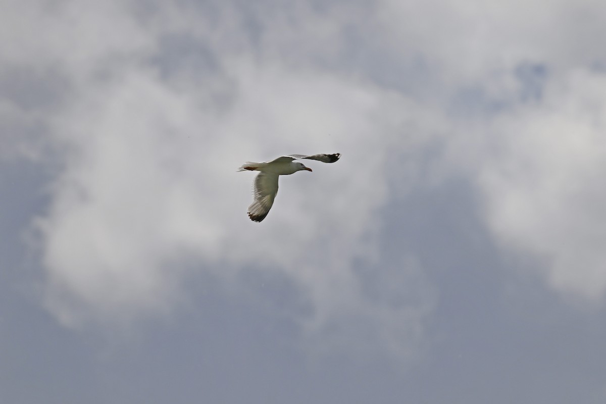 Yellow-legged Gull - Gaspar Zaldua