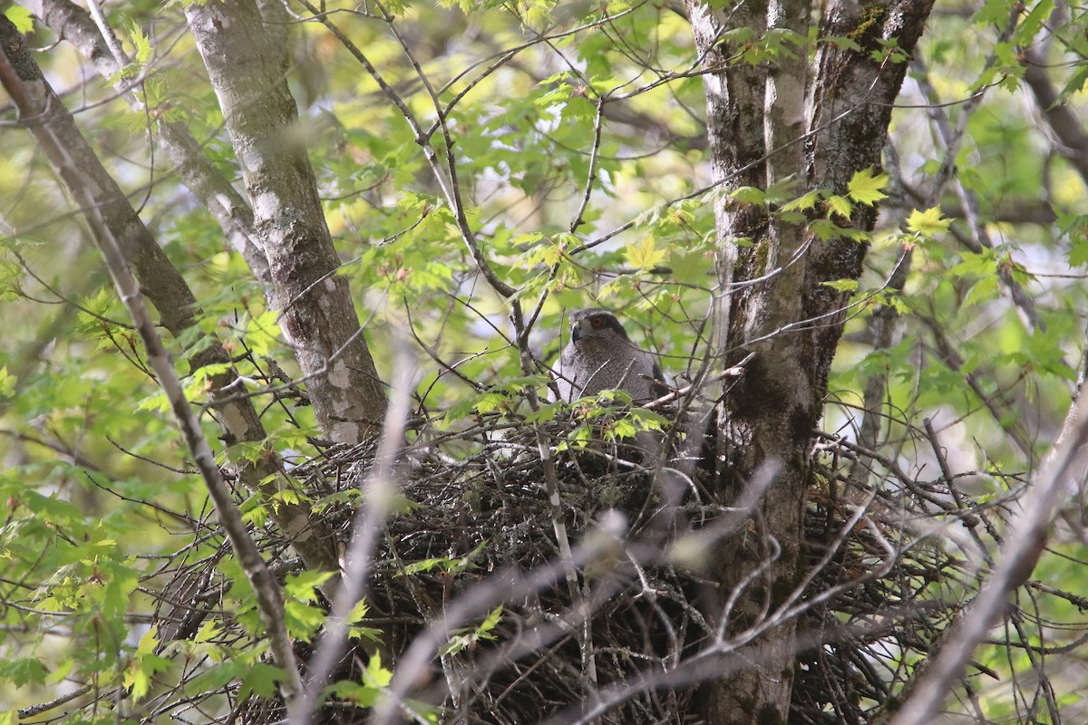 American Goshawk - ML619387753