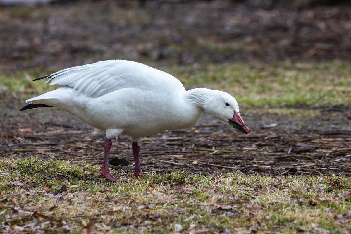 Snow Goose - Marc Boisvert