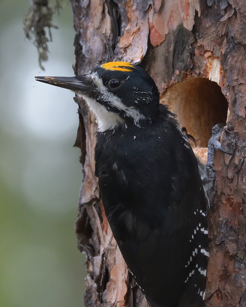 Black-backed Woodpecker - Pierre Noel