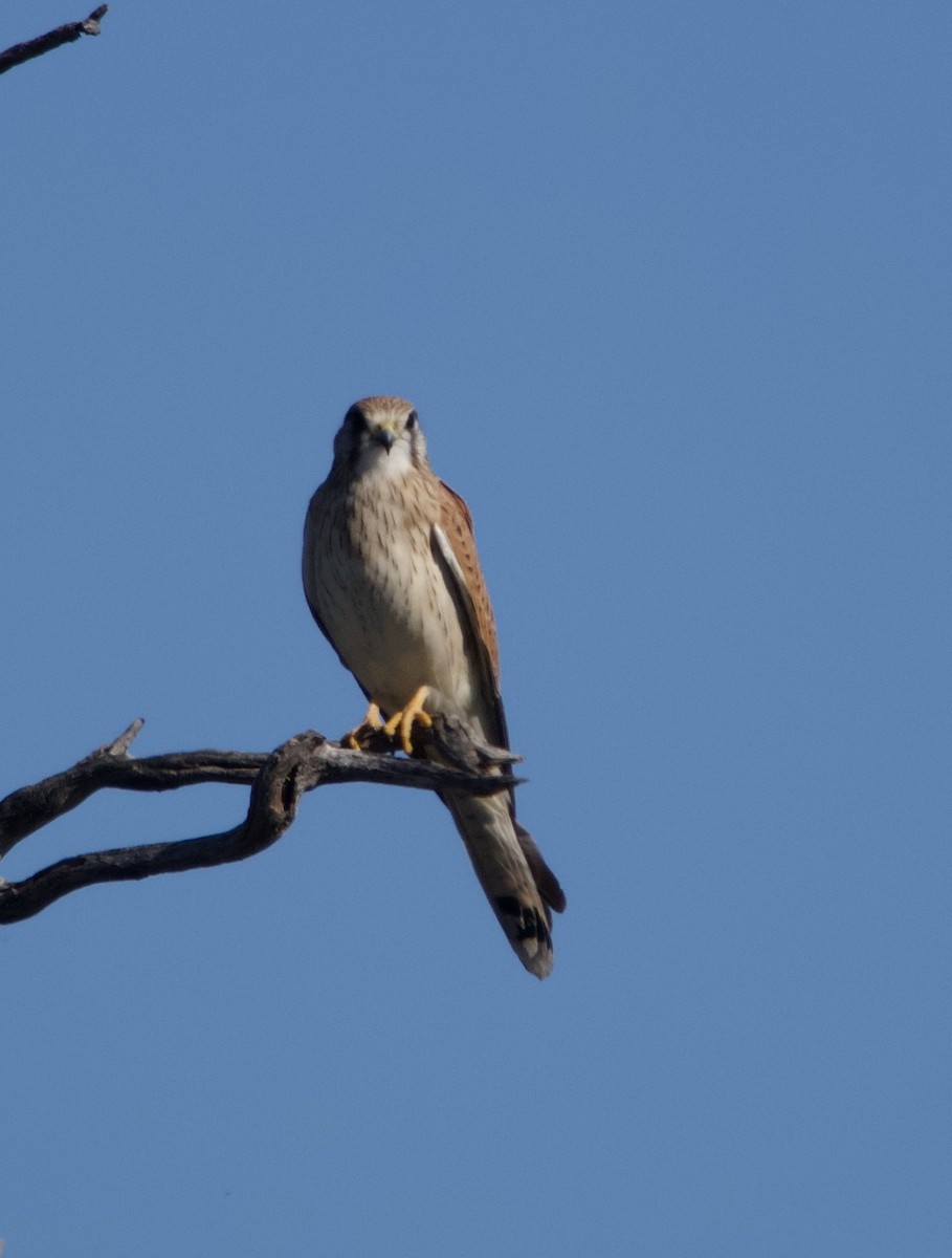 Nankeen Kestrel - Yvonne van Netten