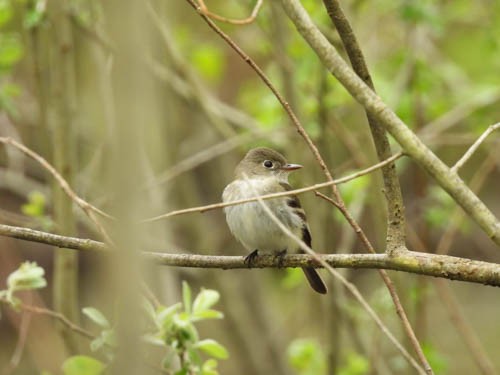 Least Flycatcher - Julie Perrin