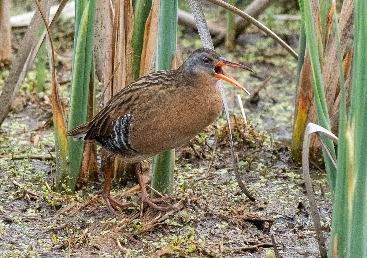 Virginia Rail - ML619387846