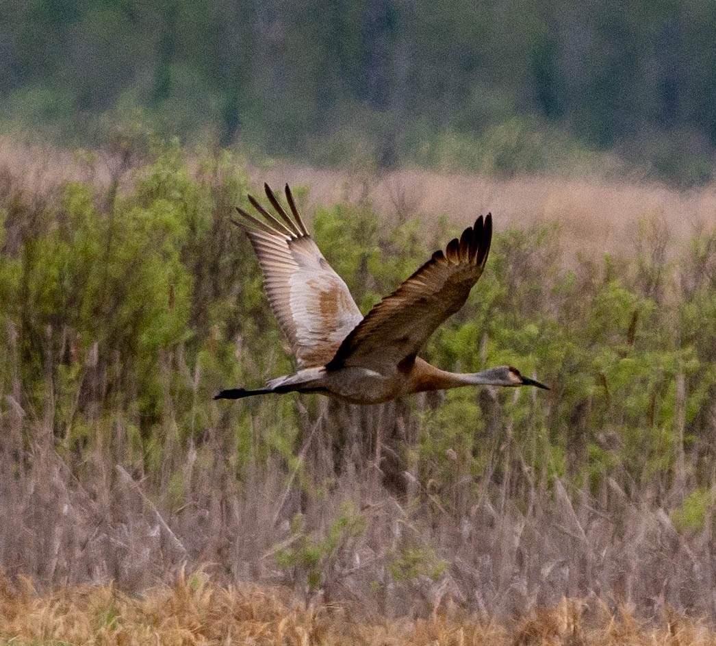 Sandhill Crane - Richard Thunen