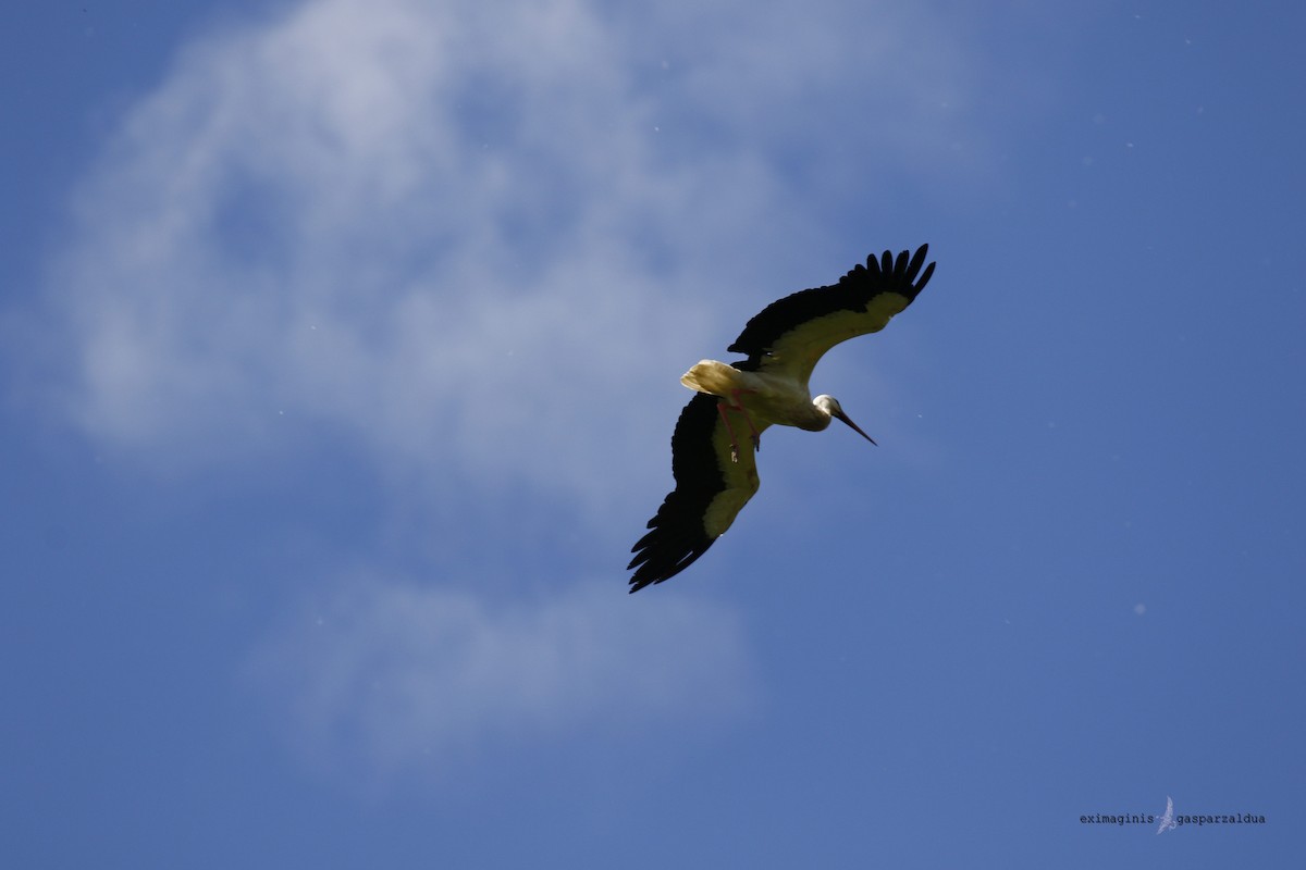 White Stork - Gaspar Zaldua