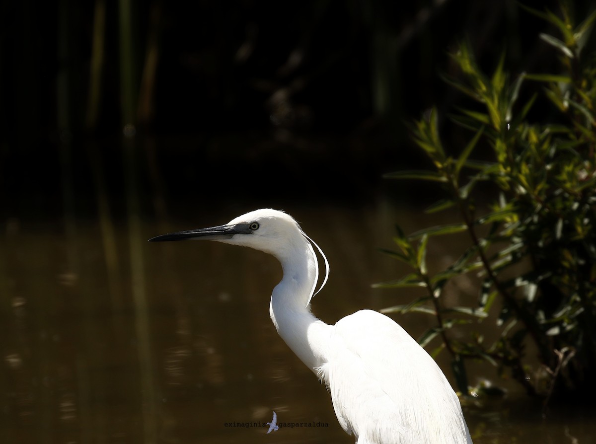 Little Egret - Gaspar Zaldua