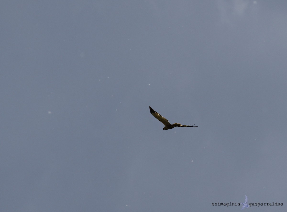 Western Marsh Harrier - Gaspar Zaldua