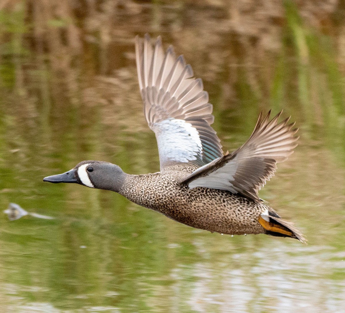 Blue-winged Teal - Richard Thunen