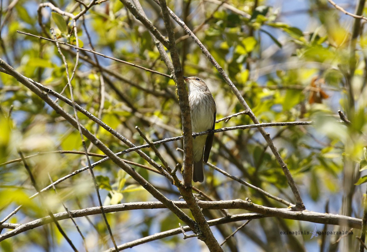 Spotted Flycatcher - ML619387881