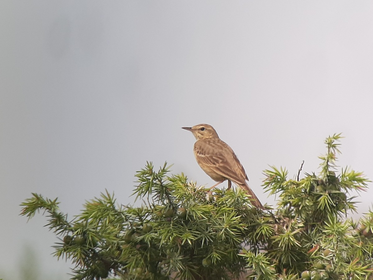 Tawny Pipit - ML619387882