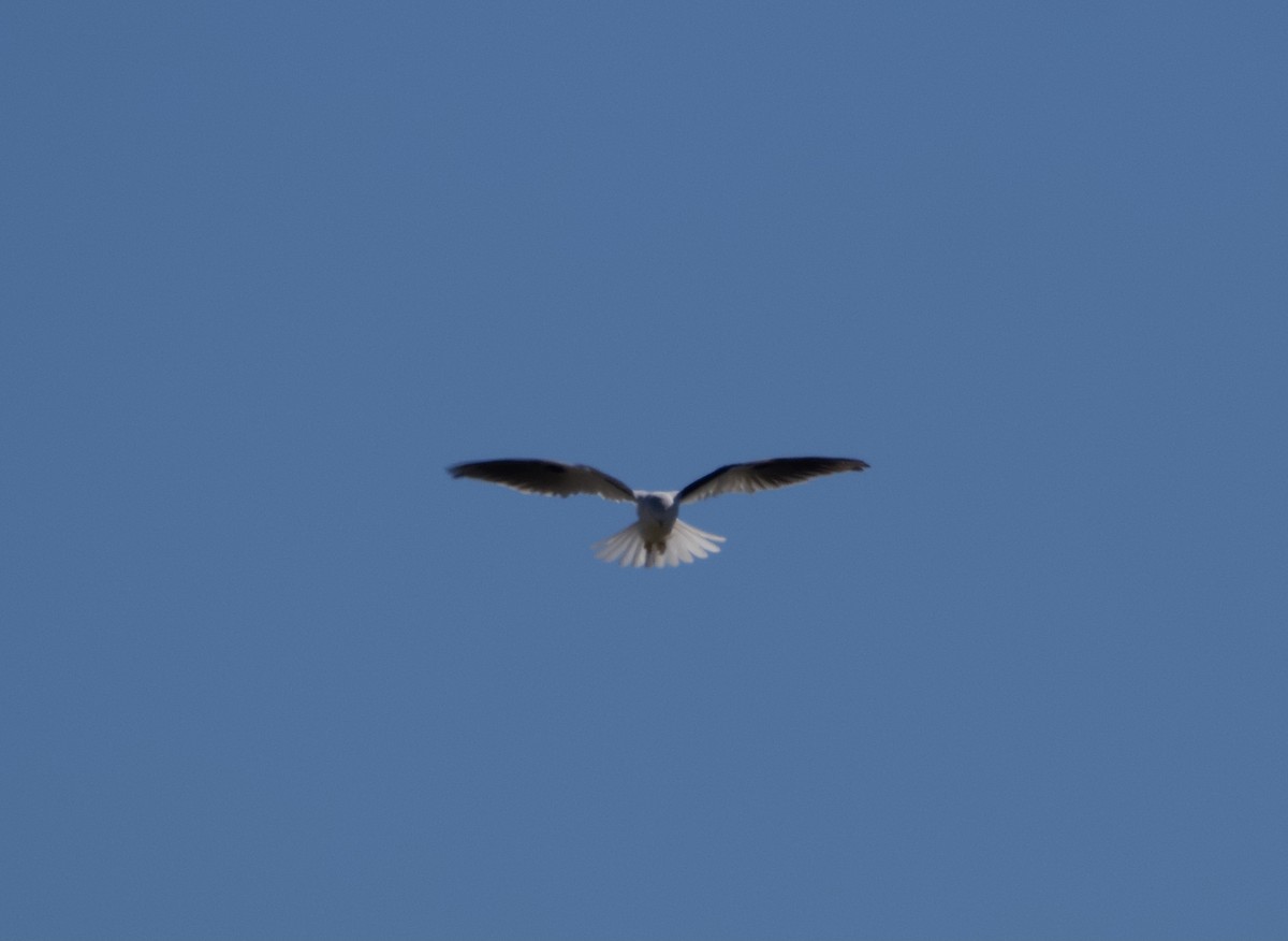 Black-shouldered Kite - Yvonne van Netten