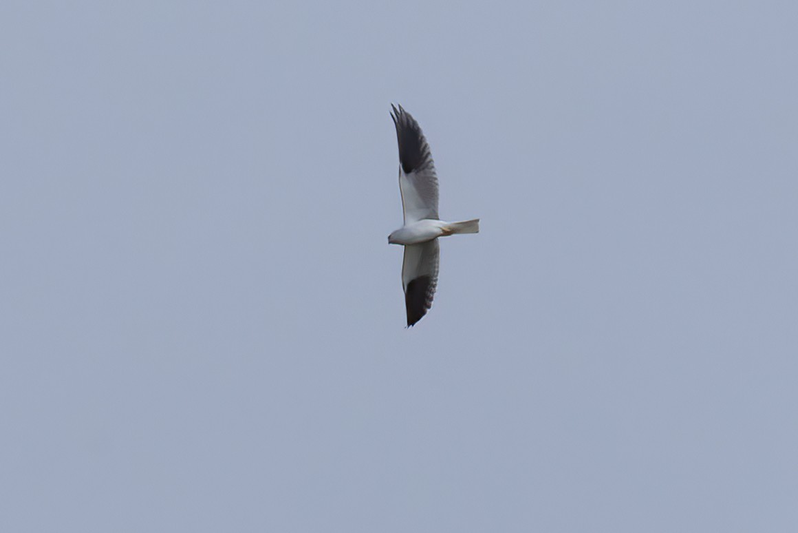 Black-shouldered Kite - Nige Hartley