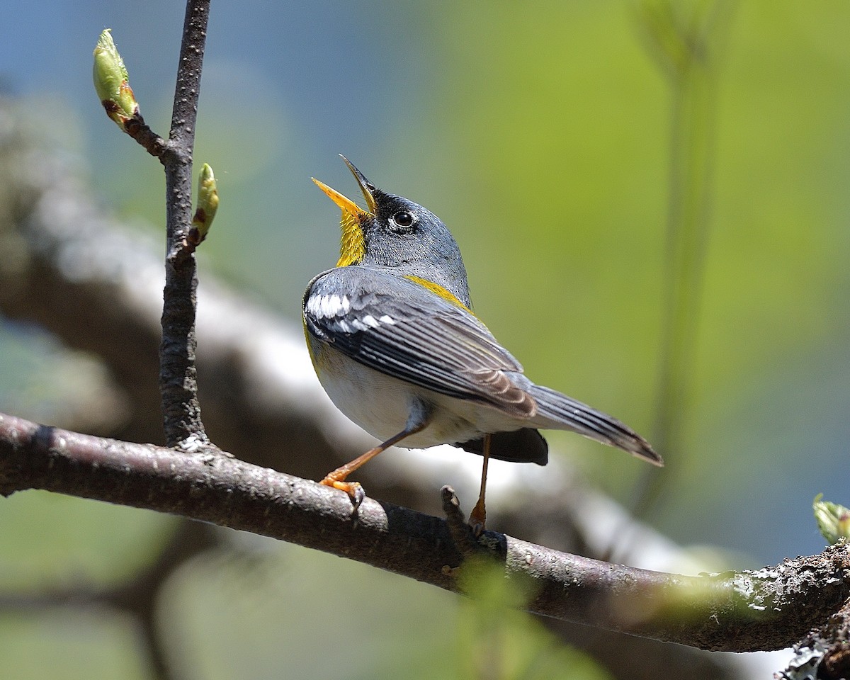 Northern Parula - Pierre Noel