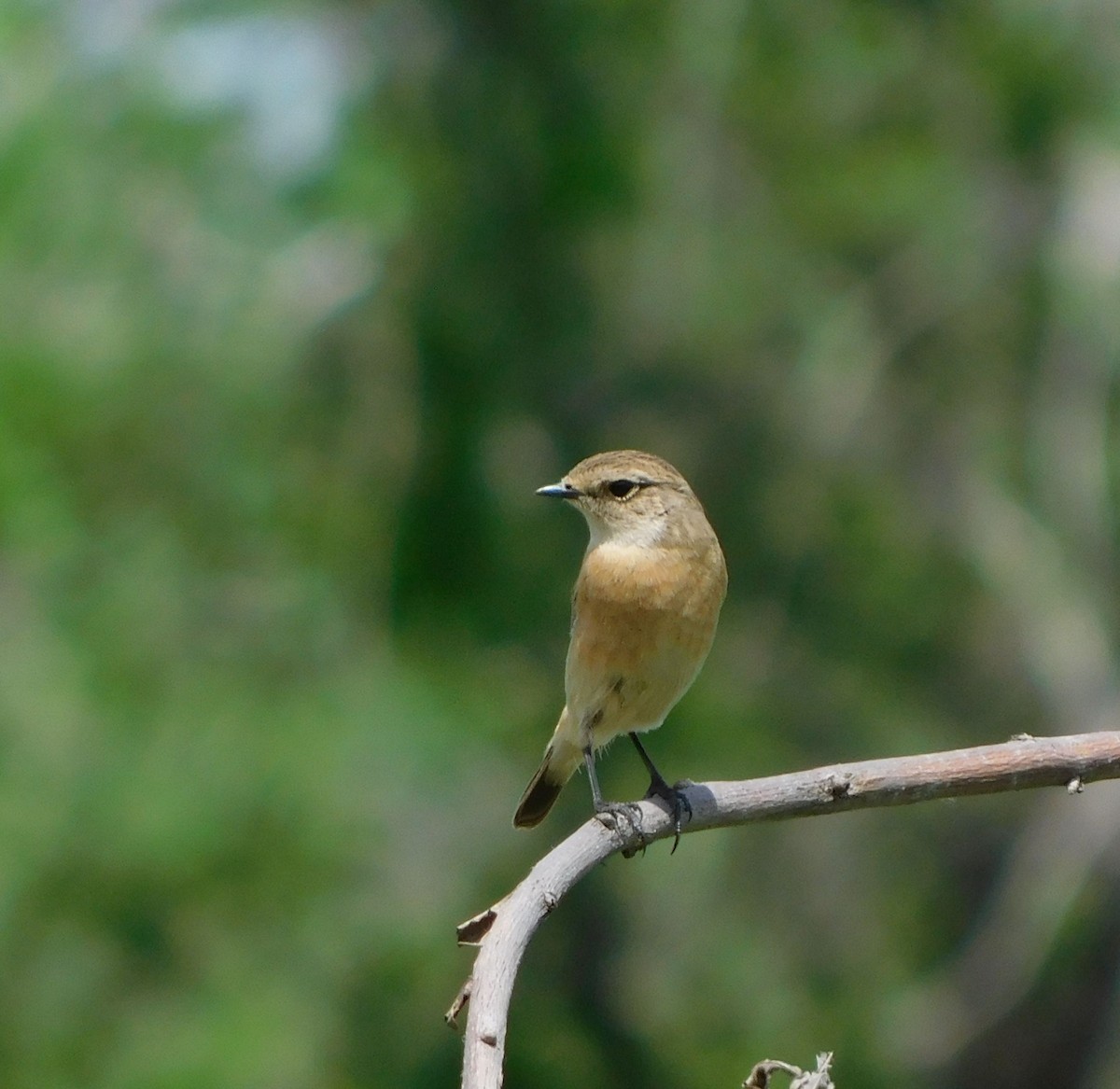 Siberian Stonechat - ML619387901