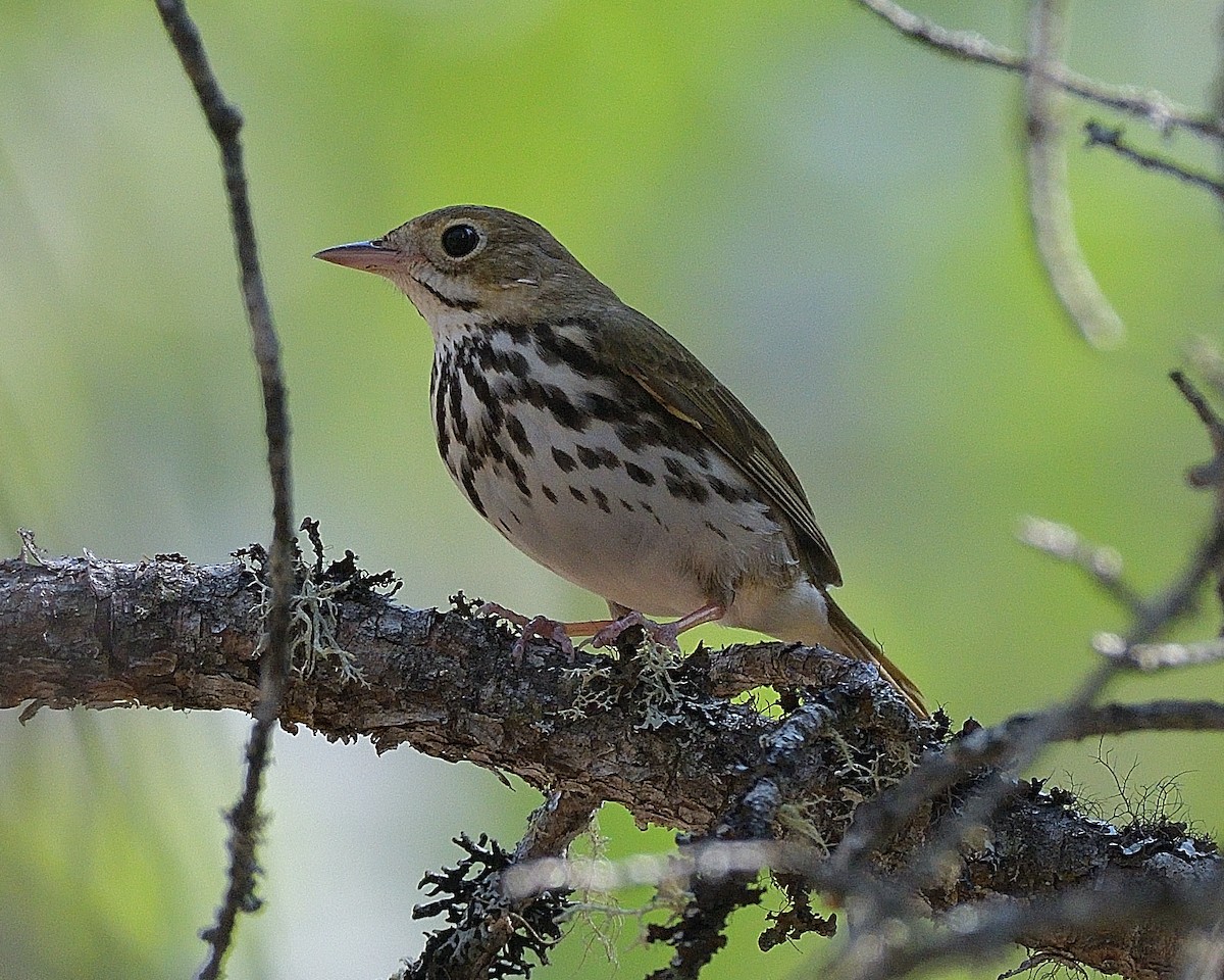 Ovenbird - Pierre Noel