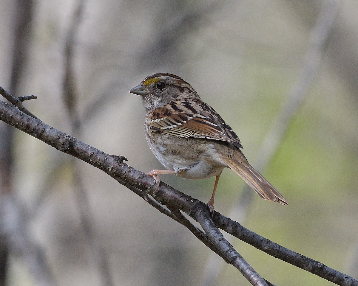 White-throated Sparrow - Pierre Noel