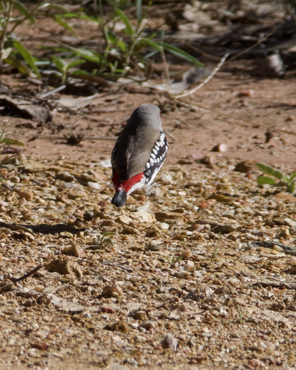 Diamond Firetail - Yvonne van Netten