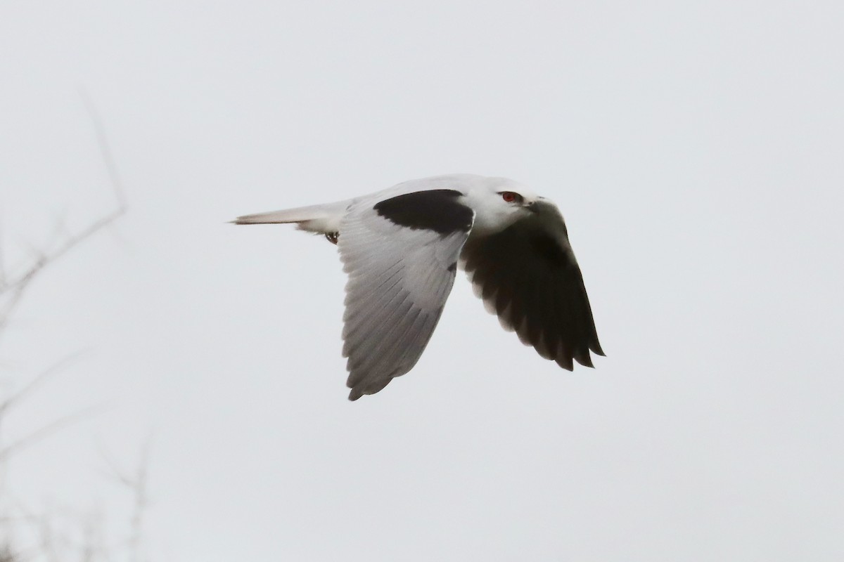 Black-shouldered Kite - Robert Hamilton