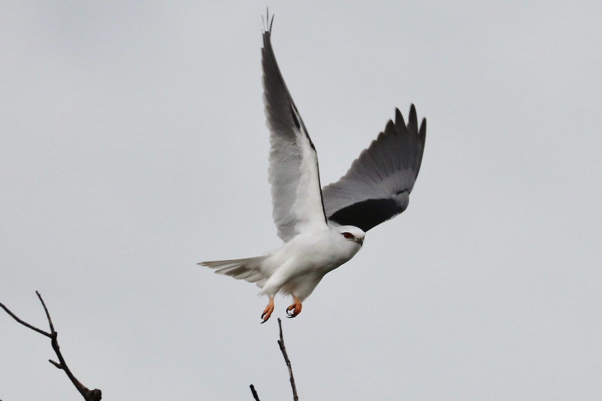 Black-shouldered Kite - Robert Hamilton