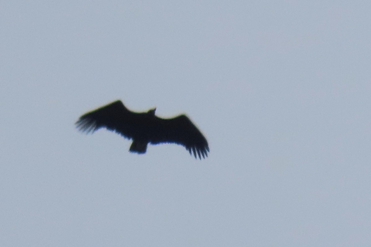 Cinereous Vulture - Paulo Alves