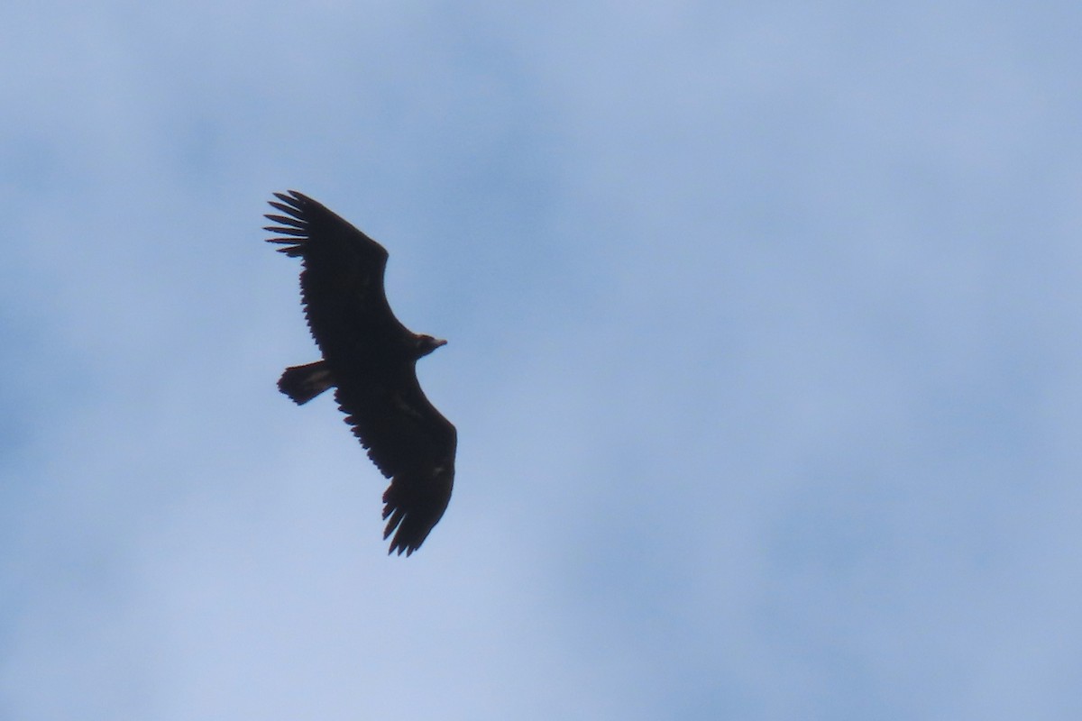 Cinereous Vulture - Paulo Alves