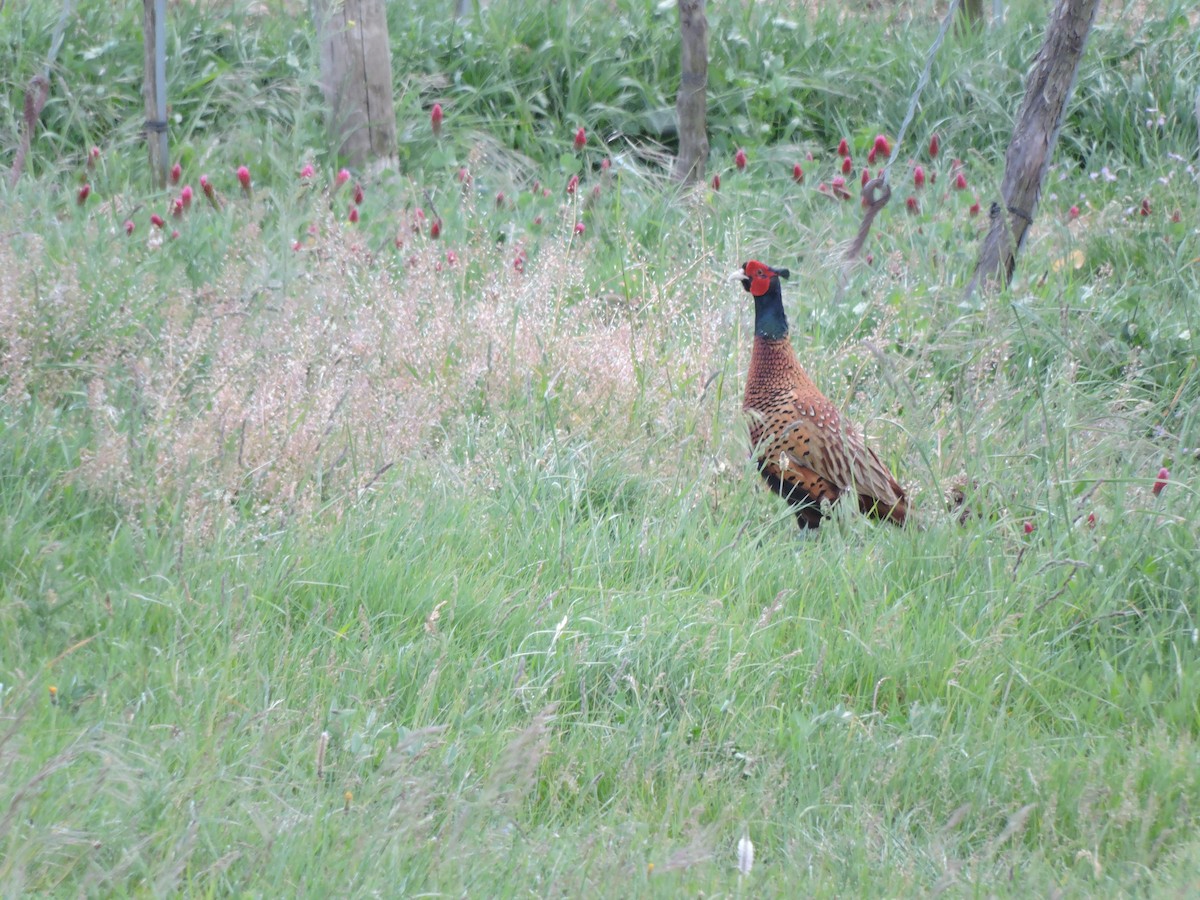 Ring-necked Pheasant - ML619387965