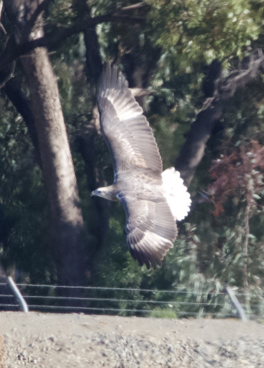 White-bellied Sea-Eagle - Yvonne van Netten